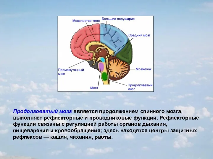 Продолговатый мозг является продолжением спинного мозга, выполняет рефлекторные и проводниковые