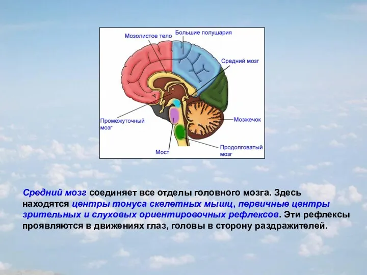 Средний мозг соединяет все отделы головного мозга. Здесь находятся центры
