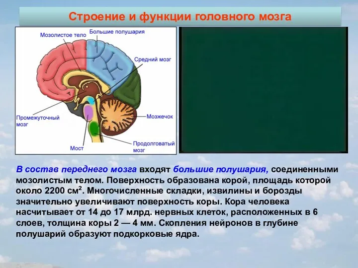 Строение и функции головного мозга В состав переднего мозга входят