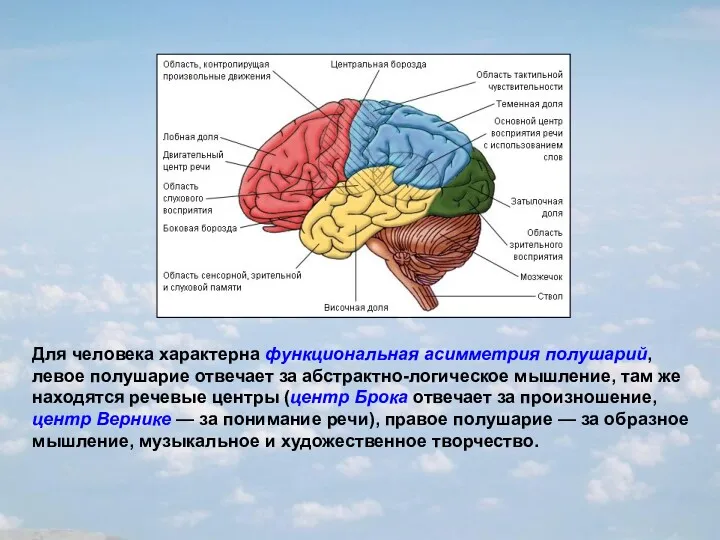 Для человека характерна функциональная асимметрия полушарий, левое полушарие отвечает за