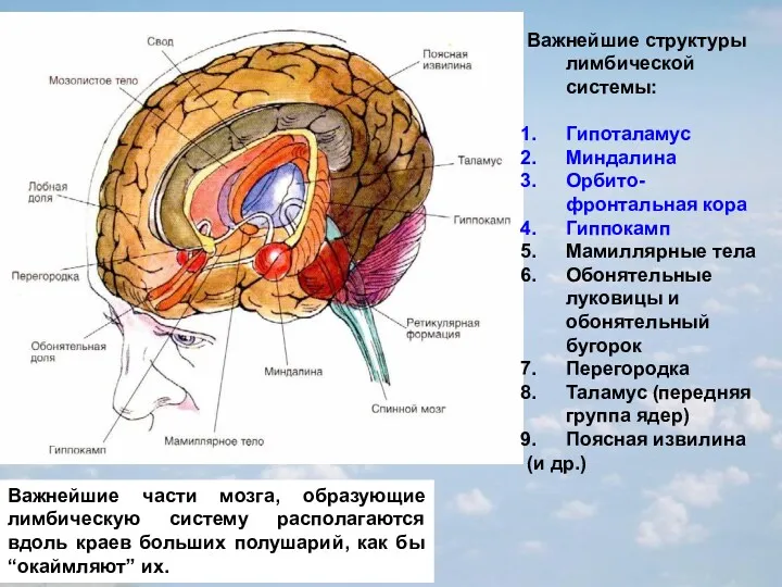 Важнейшие части мозга, образующие лимбическую систему располагаются вдоль краев больших