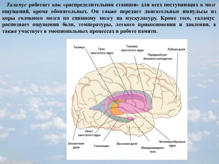 Таламус работает как «распределительная станция» для всех поступающих в мозг