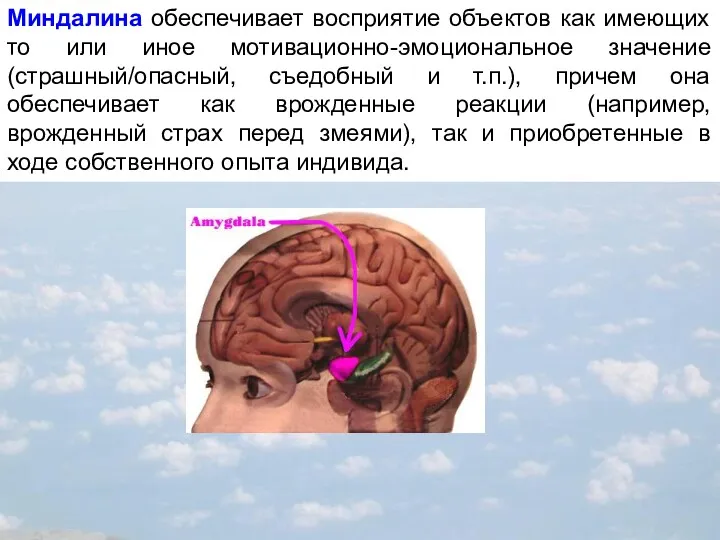 Миндалина обеспечивает восприятие объектов как имеющих то или иное мотивационно-эмоциональное