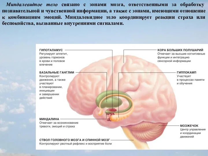 Миндалевидное тело связано с зонами мозга, ответственными за обработку познавательной
