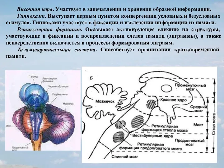 Височная кора. Участвует в запечатлении и хранении образной информации. Гиппокамп.