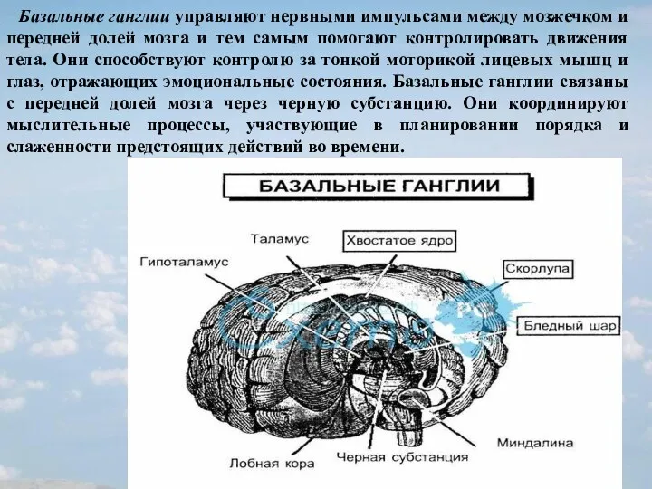 Базальные ганглии управляют нервными импульсами между мозжечком и передней долей