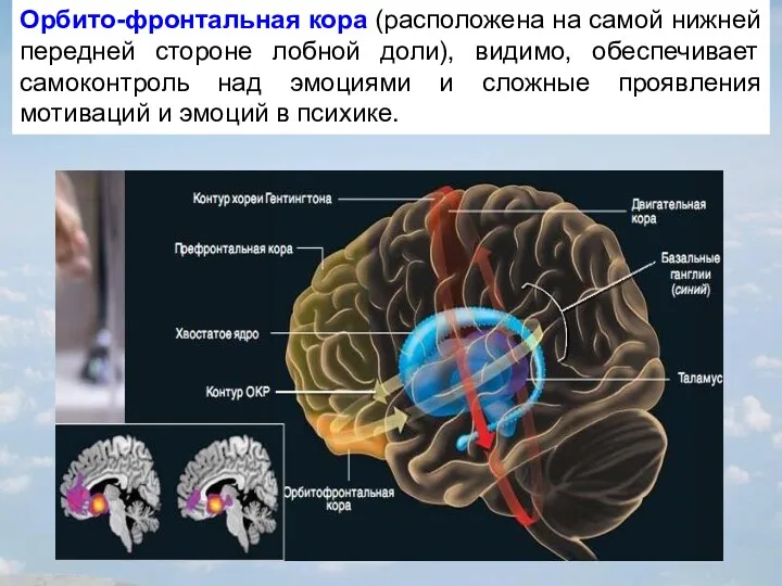 Орбито-фронтальная кора (расположена на самой нижней передней стороне лобной доли),