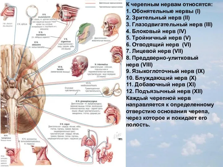 К черепным нервам относятся: 1. Обонятельные нервы (I) 2. Зрительный