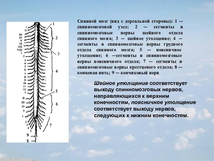 Спинной мозг (вид с дорсальной стороны): 1 — спинномозговой узел;