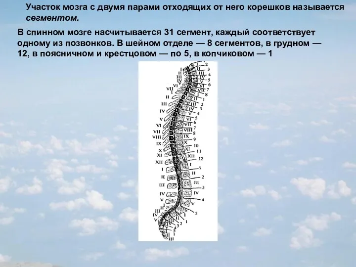 В спинном мозге насчитывается 31 сегмент, каждый соответствует одному из