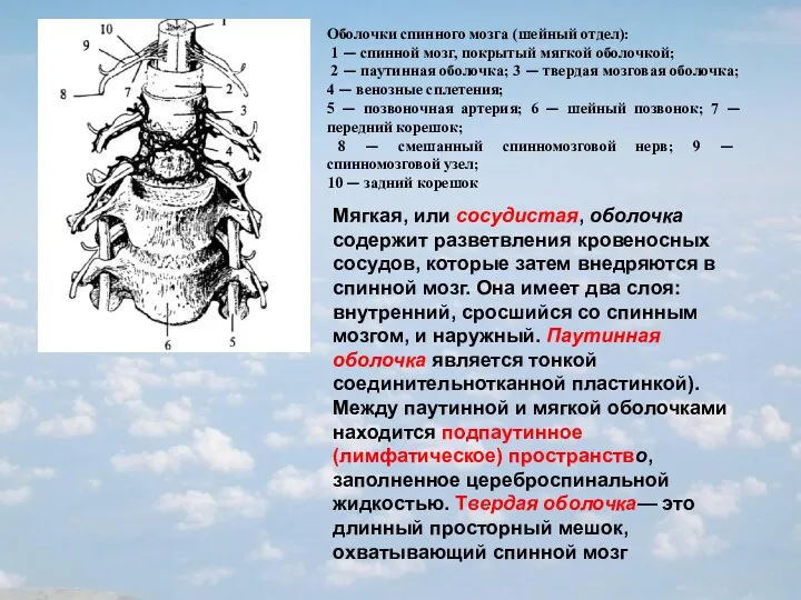 Оболочки спинного мозга (шейный отдел): 1 — спинной мозг, покрытый