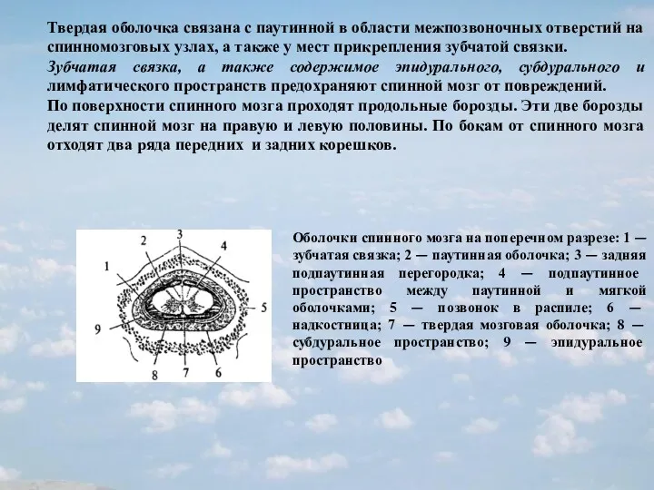 Твердая оболочка связана с паутинной в области межпозвоночных отверстий на