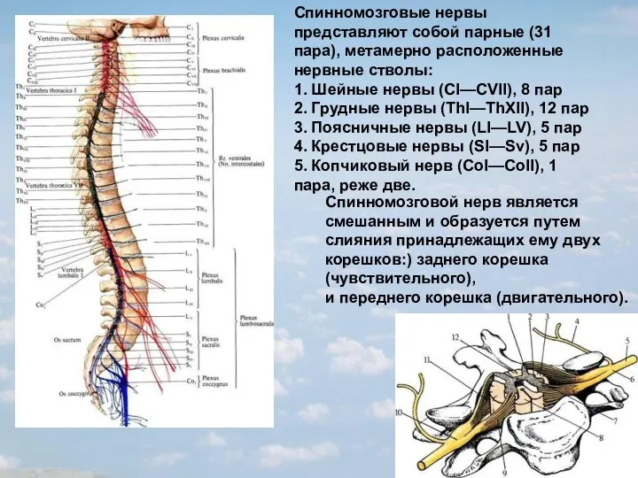 Спинномозговые нервы представляют собой парные (31 пара), метамерно расположенные нервные