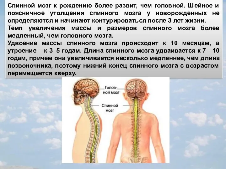 Спинной мозг к рождению более развит, чем головной. Шейное и