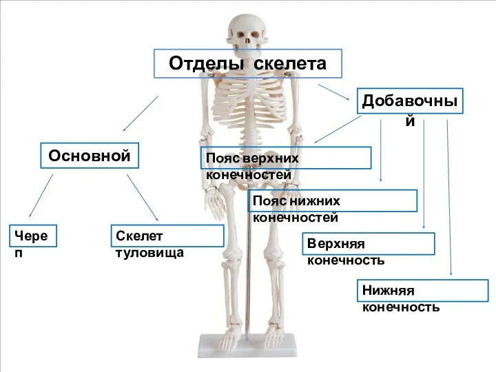 Отделы скелета Добавочный Основной Череп Скелет туловища Пояс верхних конечностей