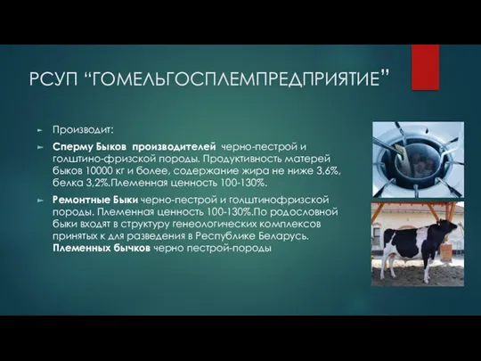 РСУП “ГОМЕЛЬГОСПЛЕМПРЕДПРИЯТИЕ” Производит: Сперму Быков производителей черно-пестрой и голштино-фризской породы.