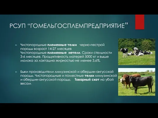 Чистопородные племенные телки черно-пестрой породы возраст 14-27 месяцев Чистопородные племенные