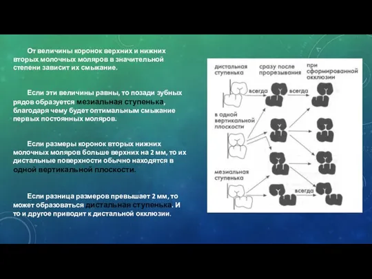 От величины коронок верхних и нижних вторых молочных моляров в