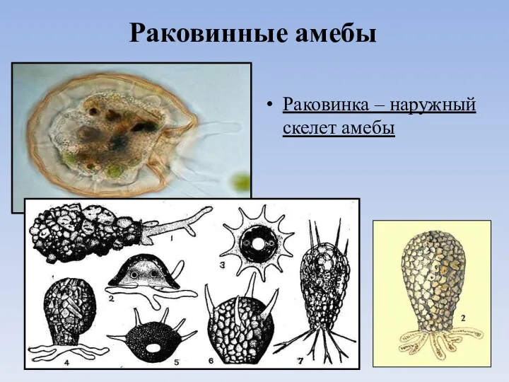 Раковинные амебы Раковинка – наружный скелет амебы