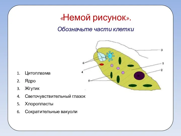 «Немой рисунок». Обозначьте части клетки Цитоплазма Ядро Жгутик Светочувствительный глазок Хлоропласты Сократительные вакуоли