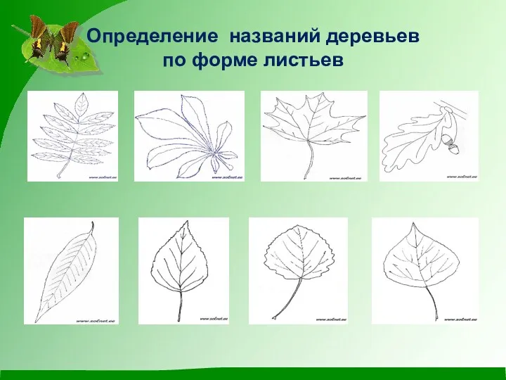 Определение названий деревьев по форме листьев