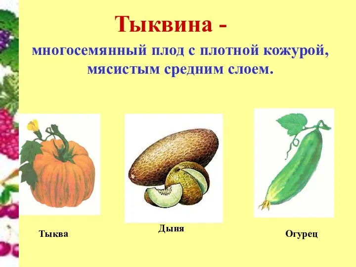 Тыквина - многосемянный плод с плотной кожурой, мясистым средним слоем. Тыква Дыня Огурец