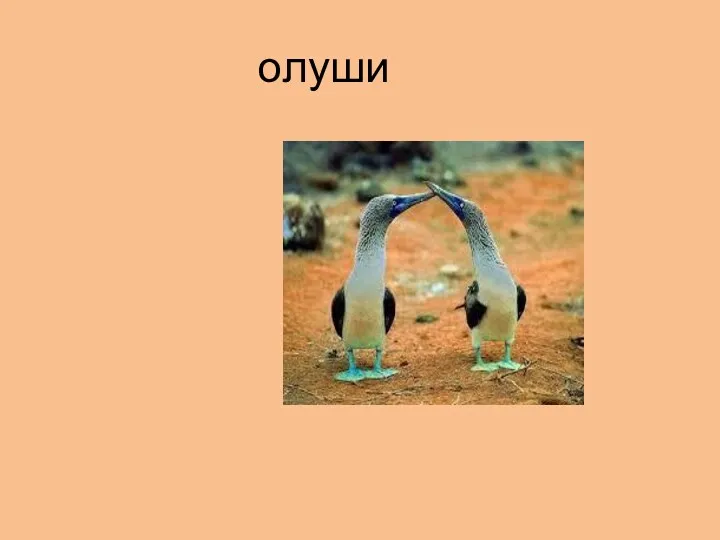 олуши