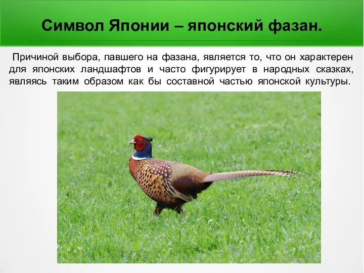 Причиной выбора, павшего на фазана, является то, что он характерен