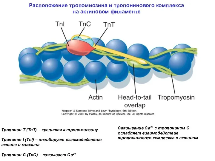 Расположение тропомиозина и тропонинового комплекса на актиновом филаменте Связывание Са2+