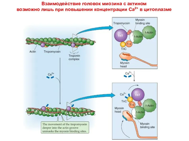 Взаимодействие головок миозина с актином возможно лишь при повышении концентрации Са2+ в цитоплазме