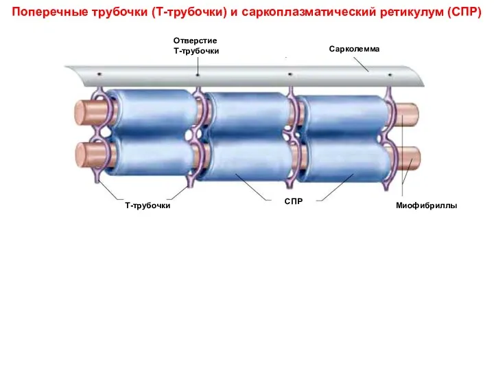 Поперечные трубочки (Т-трубочки) и саркоплазматический ретикулум (СПР)