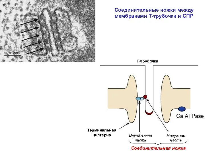 Соединительные ножки между мембранами Т-трубочки и СПР