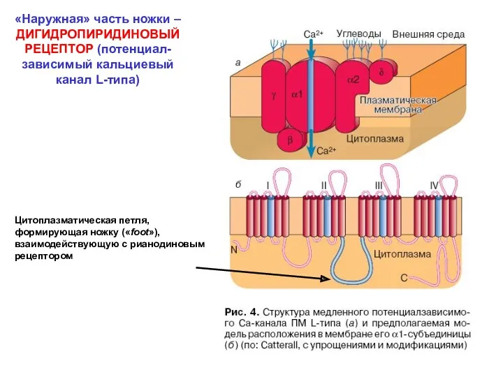 «Наружная» часть ножки – ДИГИДРОПИРИДИНОВЫЙ РЕЦЕПТОР (потенциал-зависимый кальциевый канал L-типа)