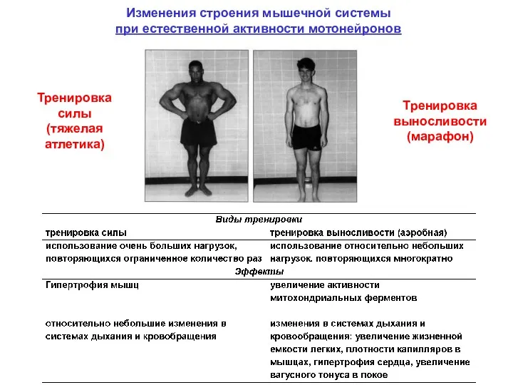 Изменения строения мышечной системы при естественной активности мотонейронов Тренировка силы (тяжелая атлетика) Тренировка выносливости (марафон)