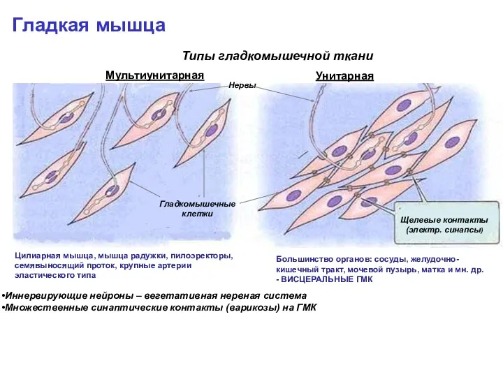 Гладкая мышца Типы гладкомышечной ткани Мультиунитарная Унитарная Цилиарная мышца, мышца