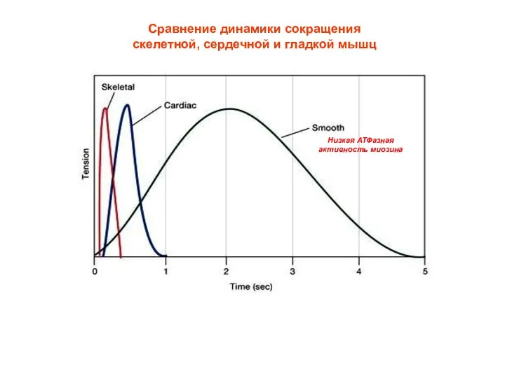 Сравнение динамики сокращения скелетной, сердечной и гладкой мышц Низкая АТФазная активность миозина