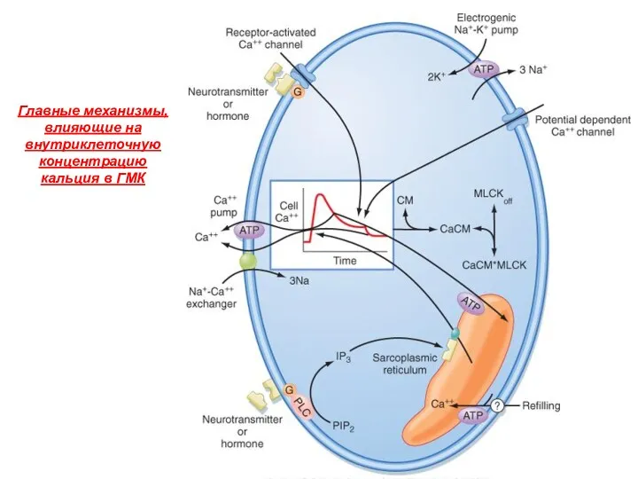 Главные механизмы, влияющие на внутриклеточную концентрацию кальция в ГМК
