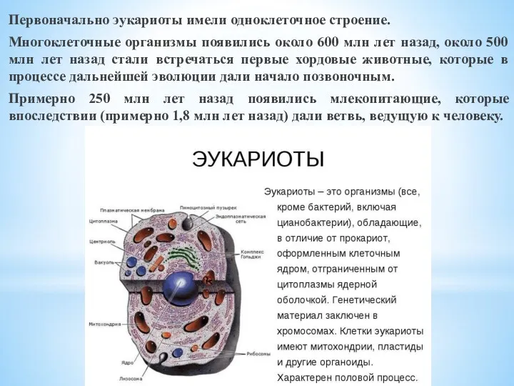 Первоначально эукариоты имели одноклеточное строение. Многоклеточные организмы появились около 600