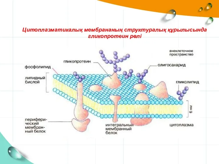 Цитоплазматикалық мембрананың структуралық құрылысында гликопротеин рөлі