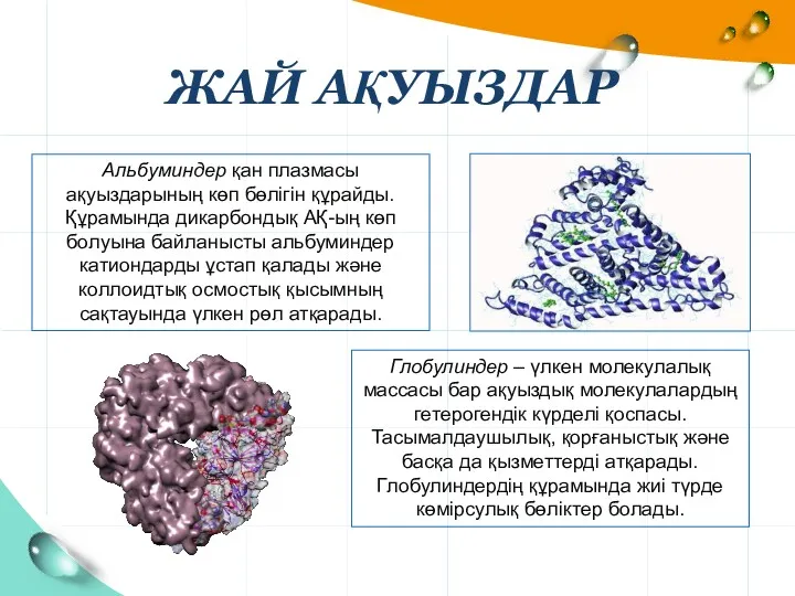 ЖАЙ АҚУЫЗДАР Альбуминдер қан плазмасы ақуыздарының көп бөлігін құрайды. Құрамында