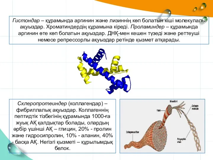 Гистондар – құрамында аргинин және лизиннің көп болатын кіші молекулалы ақуыздар. Хроматиндердің құрамына