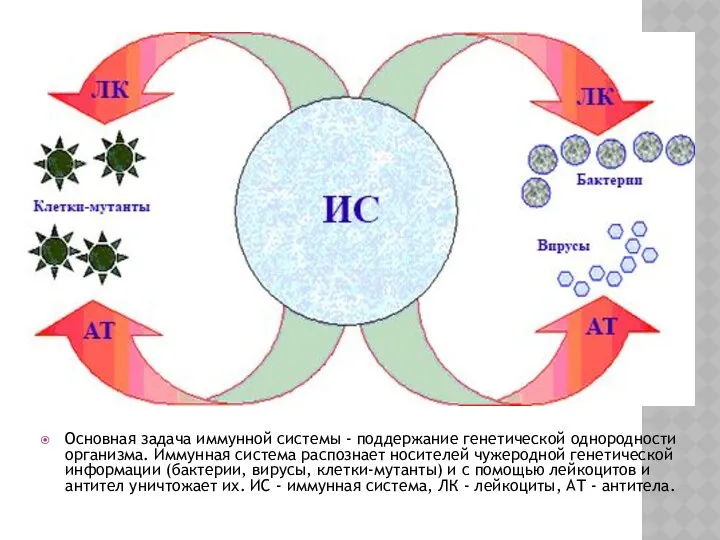 Основная задача иммунной системы - поддержание генетической однородности организма. Иммунная