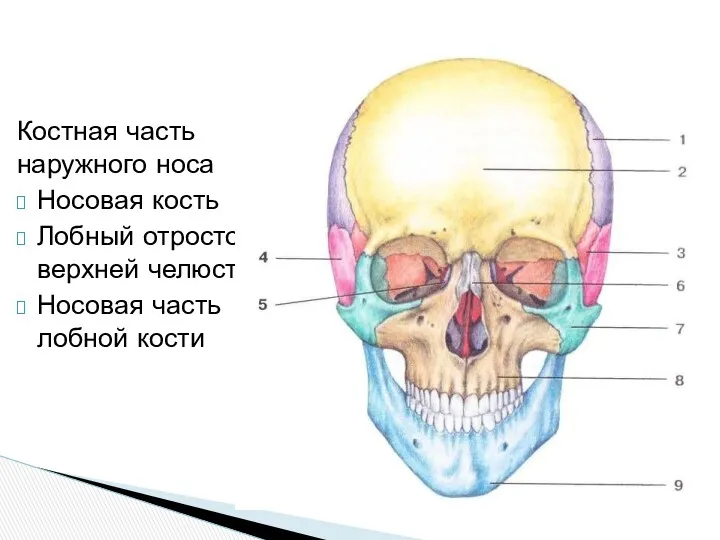 Костная часть наружного носа Носовая кость Лобный отросток верхней челюсти Носовая часть лобной кости