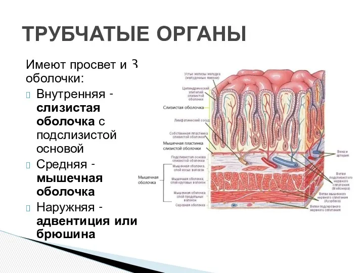 Имеют просвет и 3 оболочки: Внутренняя - слизистая оболочка с