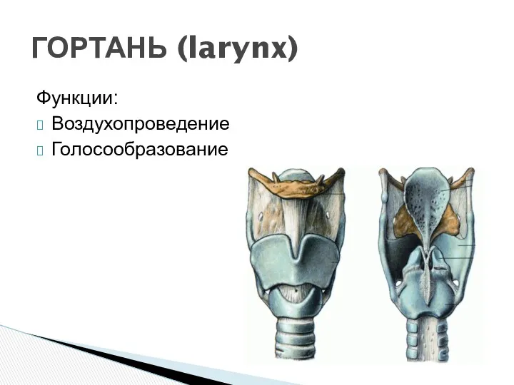 Функции: Воздухопроведение Голосообразование ГОРТАНЬ (larynx)