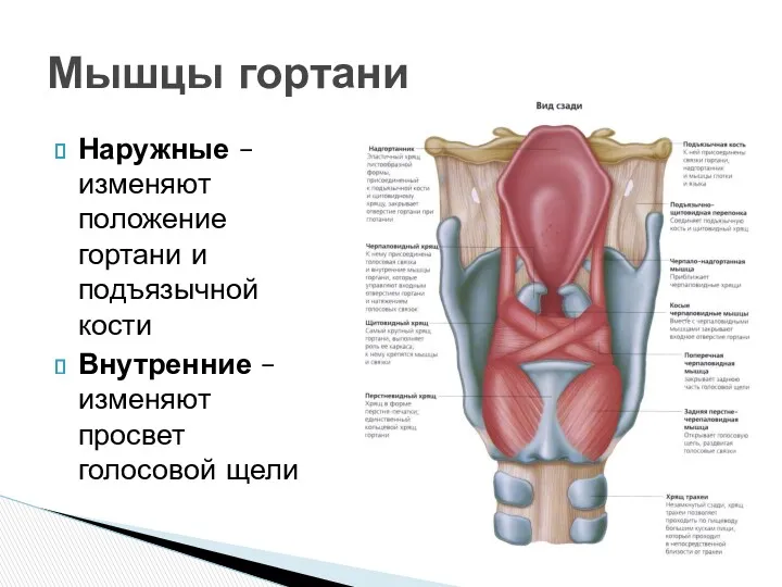 Наружные – изменяют положение гортани и подъязычной кости Внутренние – изменяют просвет голосовой щели Мышцы гортани