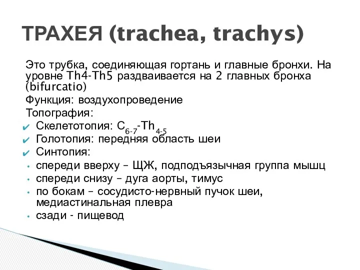 Это трубка, соединяющая гортань и главные бронхи. На уровне Th4-Th5