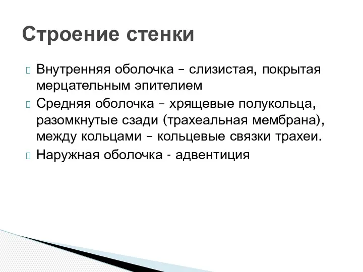 Внутренняя оболочка – слизистая, покрытая мерцательным эпителием Средняя оболочка –