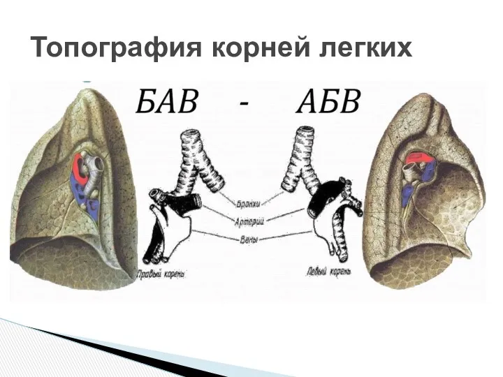 Топография корней легких