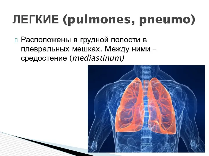 Расположены в грудной полости в плевральных мешках. Между ними – средостение (mediastinum) ЛЕГКИЕ (pulmones, pneumo)